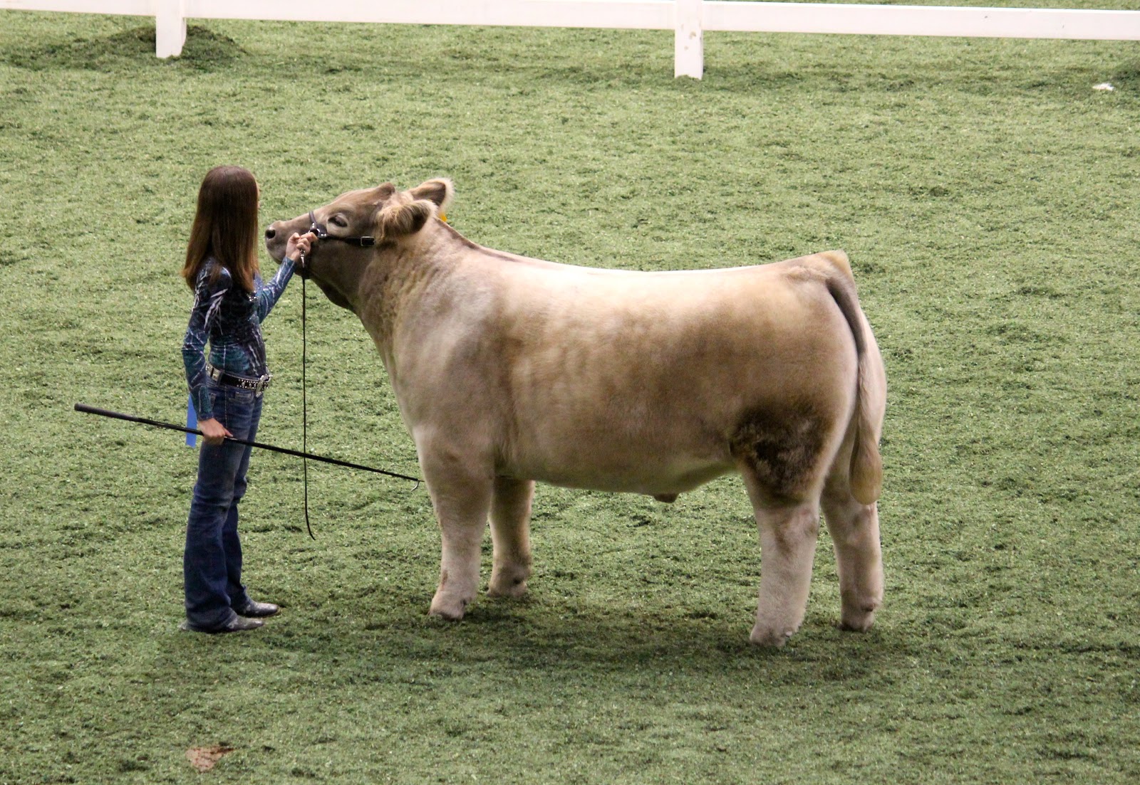 Executive Sires, Inc. American Royal Steer Show Division 1 Champion