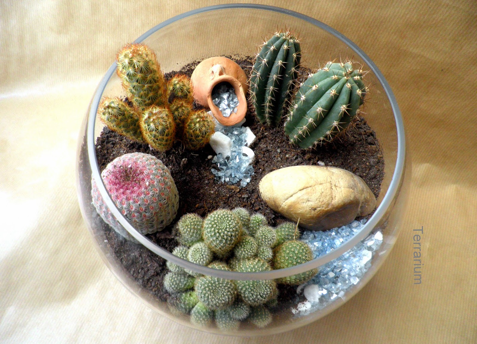 Terrarium. Jardines y Terrarios TERRARIOS DE CACTUS