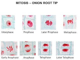 Ram Micro Arena : observation of permanent slide for mitosis and meiosis