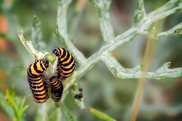 Close up image of black and yellow cinnabar moth caterpillars