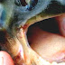 Pacu - Fish Has Human Teeth