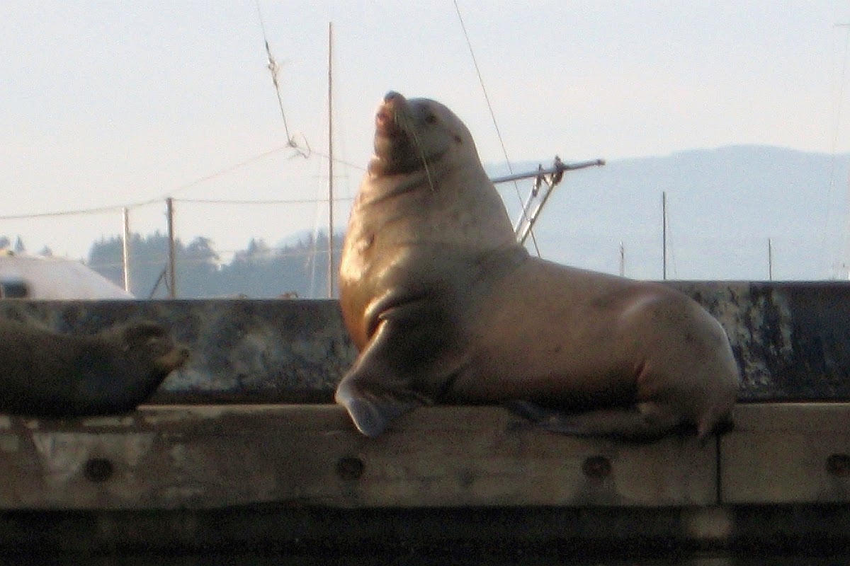 6 Opinions The Return Of The Sea Lions