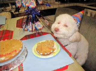 Perro de cumpleaños