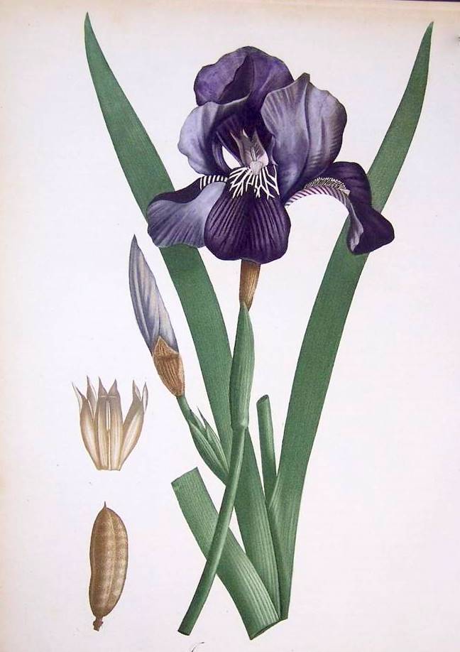 free iris flower clipart - photo #25