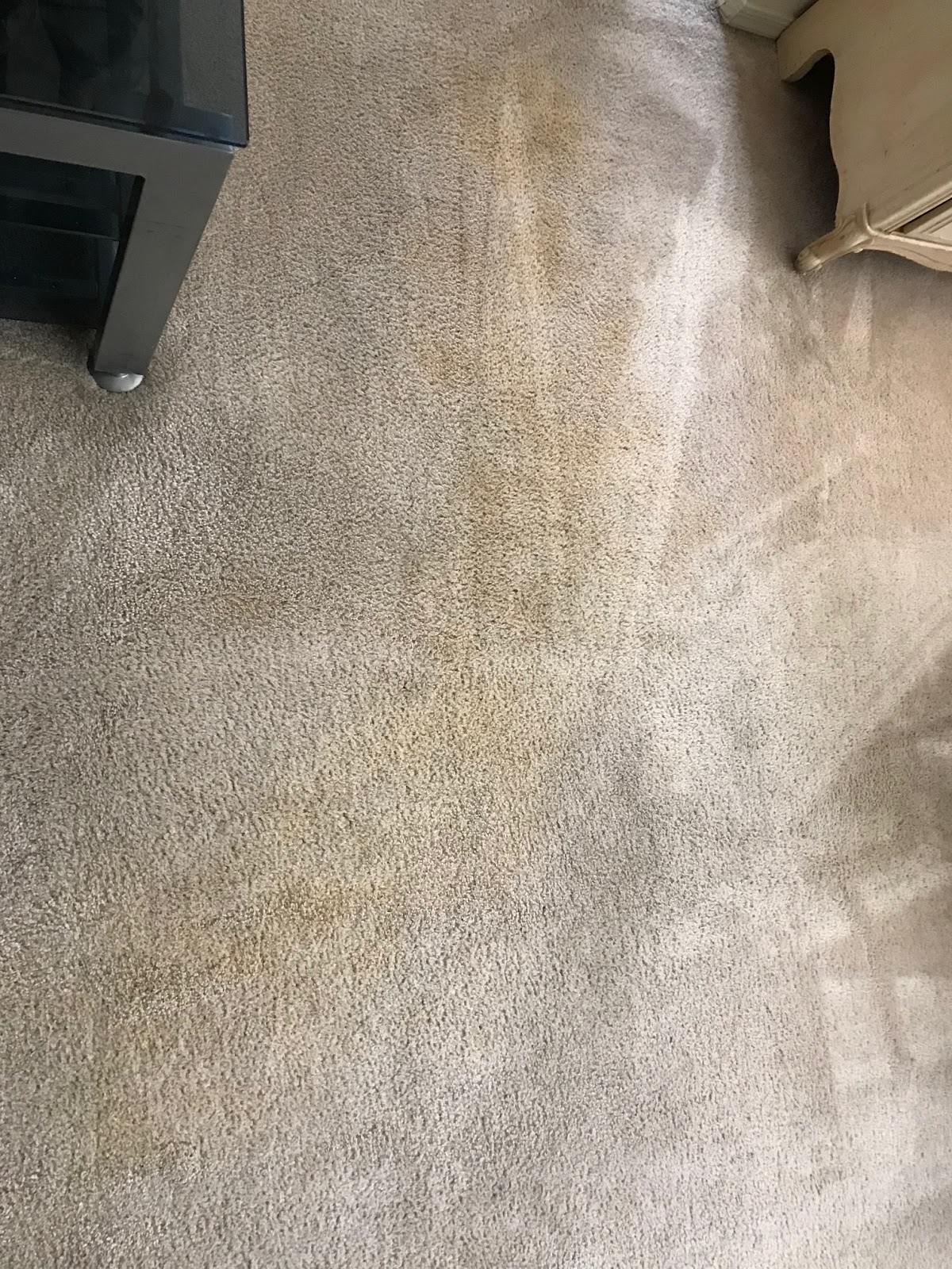Best Carpet Cleaning Company For Pet Odors
