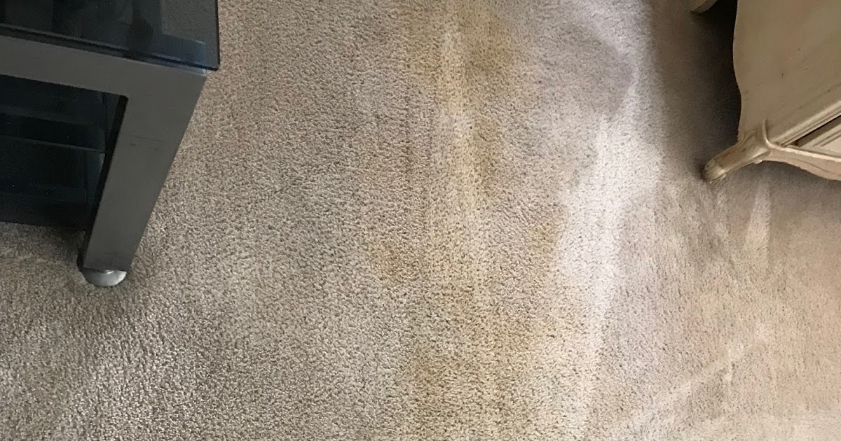 Best Carpet Cleaning Company For Pet Odors