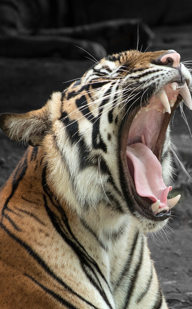 Tiger's mighty yawn