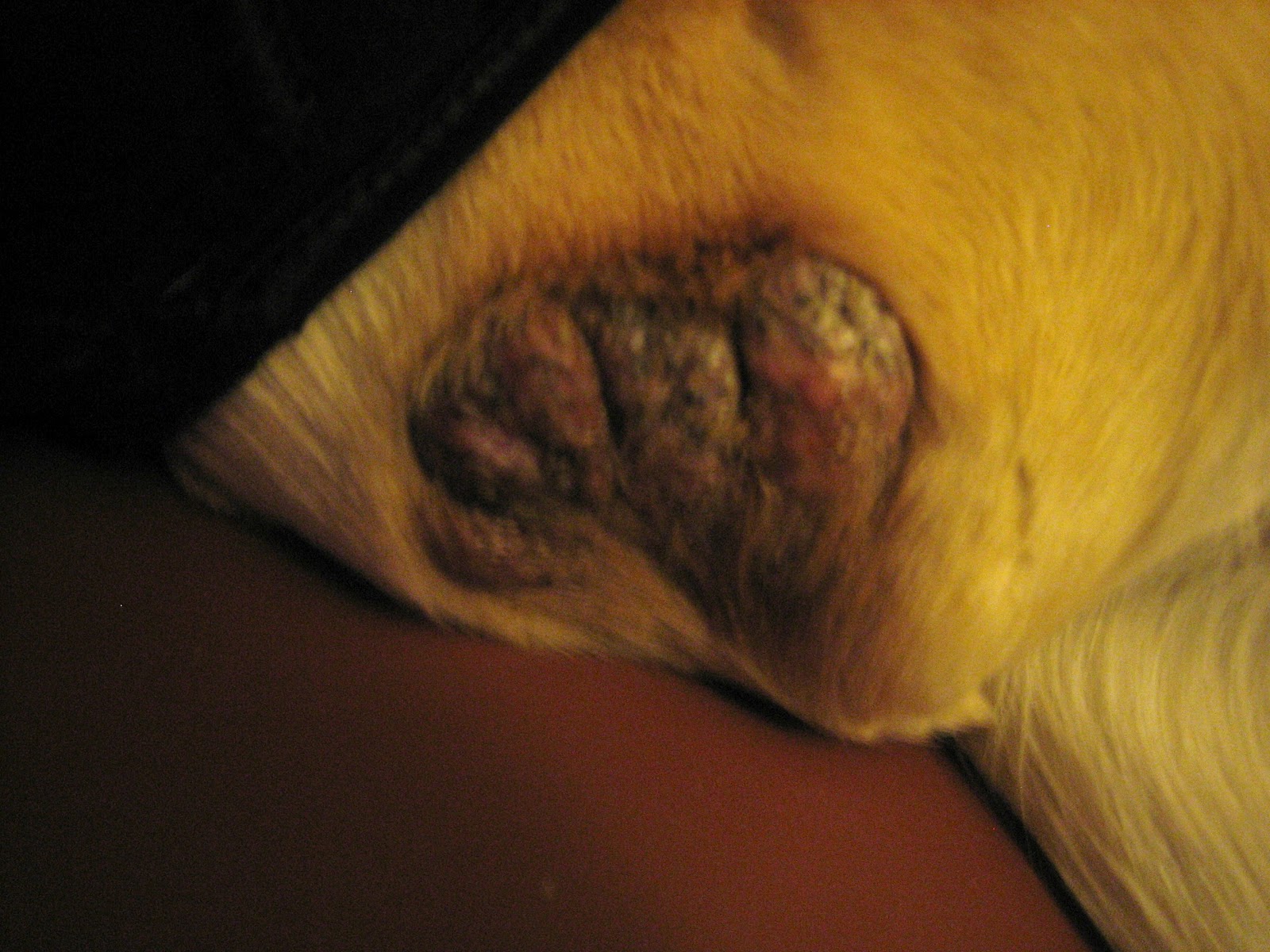 Michigan Veterinary Blog Not Every Problem Gets Better