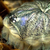 Tarantula molting is like an alien from a sci-fi film! An obvious need to watch!