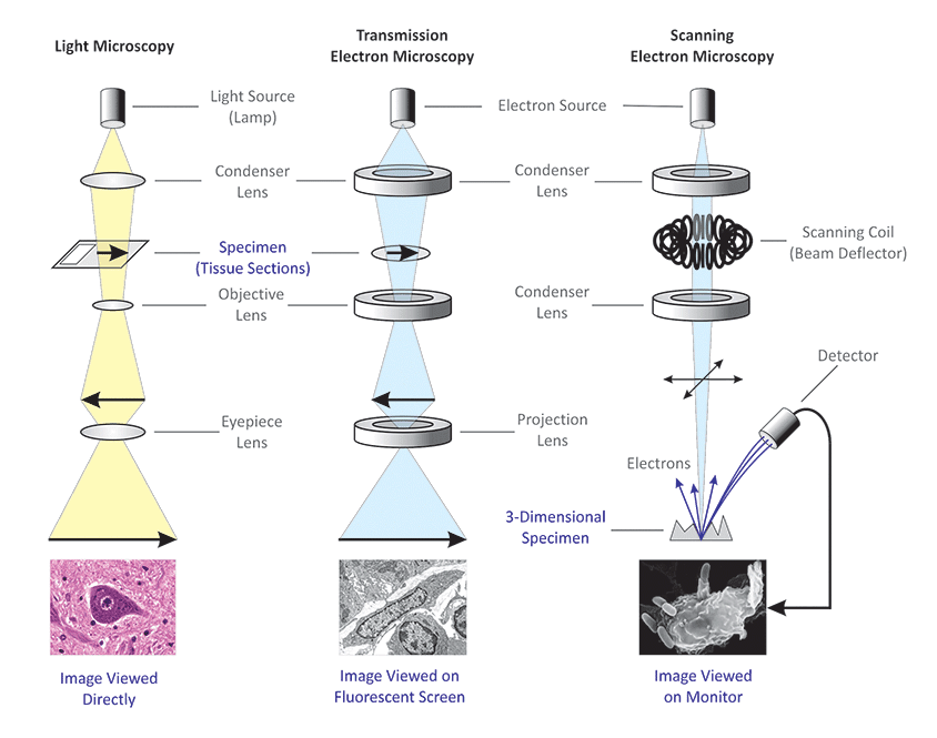 Cell Theory History Biology for Senior High School