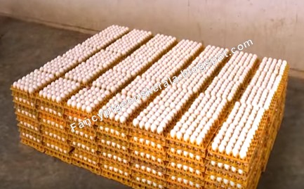 chicken eggs production