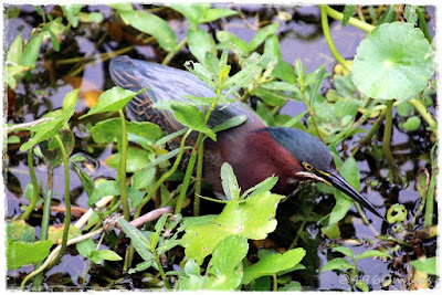 4960 Miles: Berlin - Vancouver - Denver: St. Petersburg & Clearwater, FL