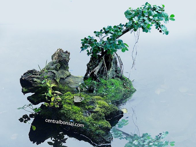 Cara Menanam Pohon Bonsai Kusus Pemula