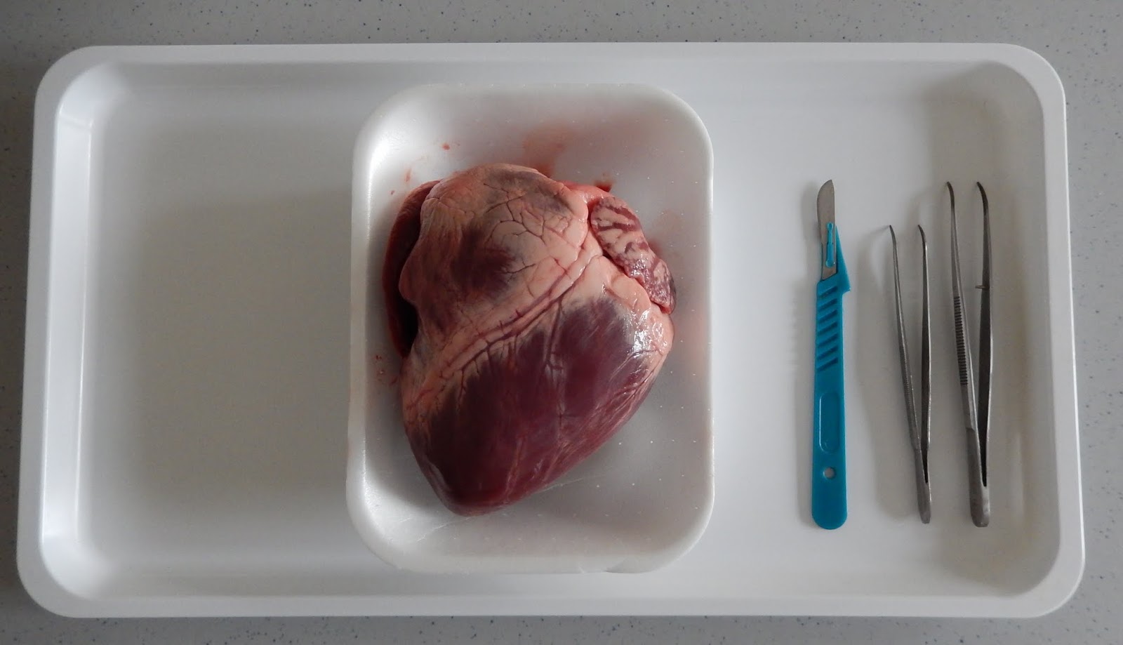 Scienze in lab: Dissezione di un cuore suino