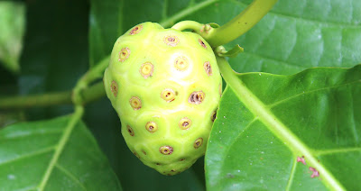 5-Jenis-tanaman-herbal-yang-ampuh-membasmi-kolesterol_12920 5-Jenis-tanaman-herbal_12920