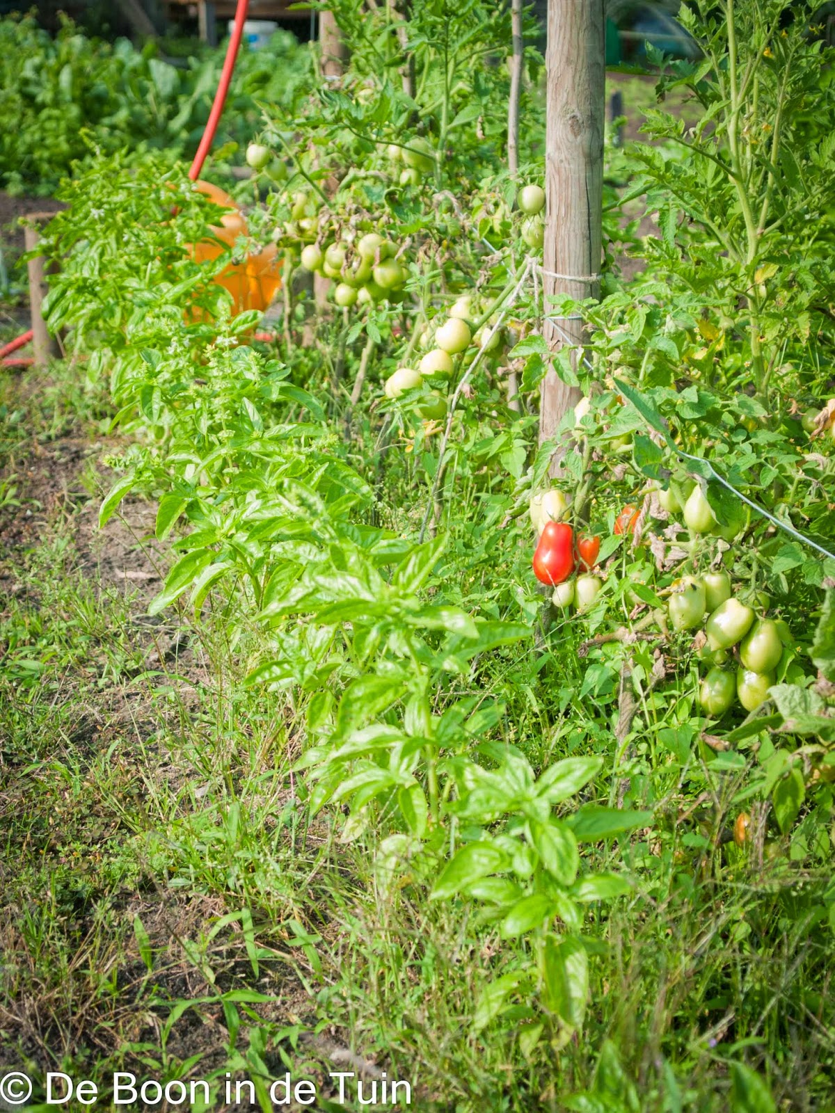 tomaat tomaten roma basilicum volle grond