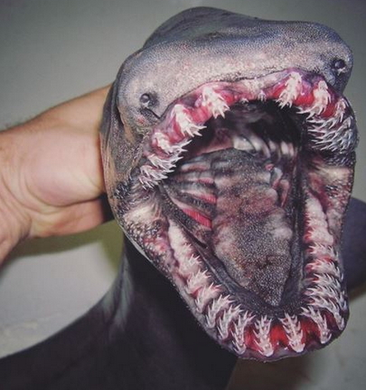 russian fisherman underwater creatures russian fisherman underwater creatures