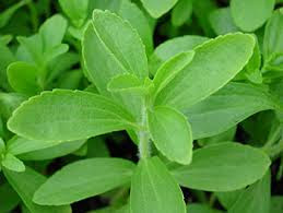 Stevia, la dulce y maravillosa planta