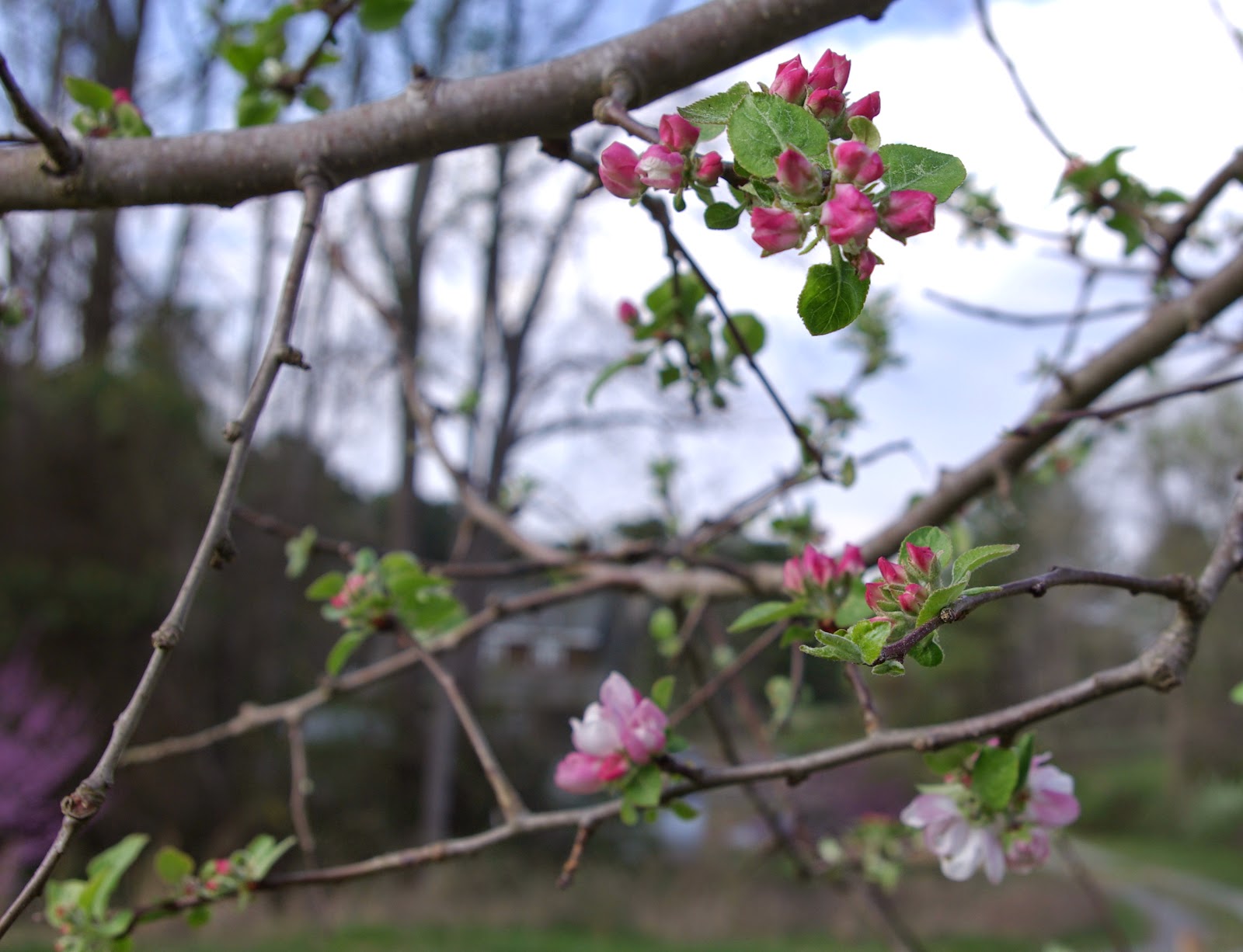 sweetbay Apple Tree Blossoms
