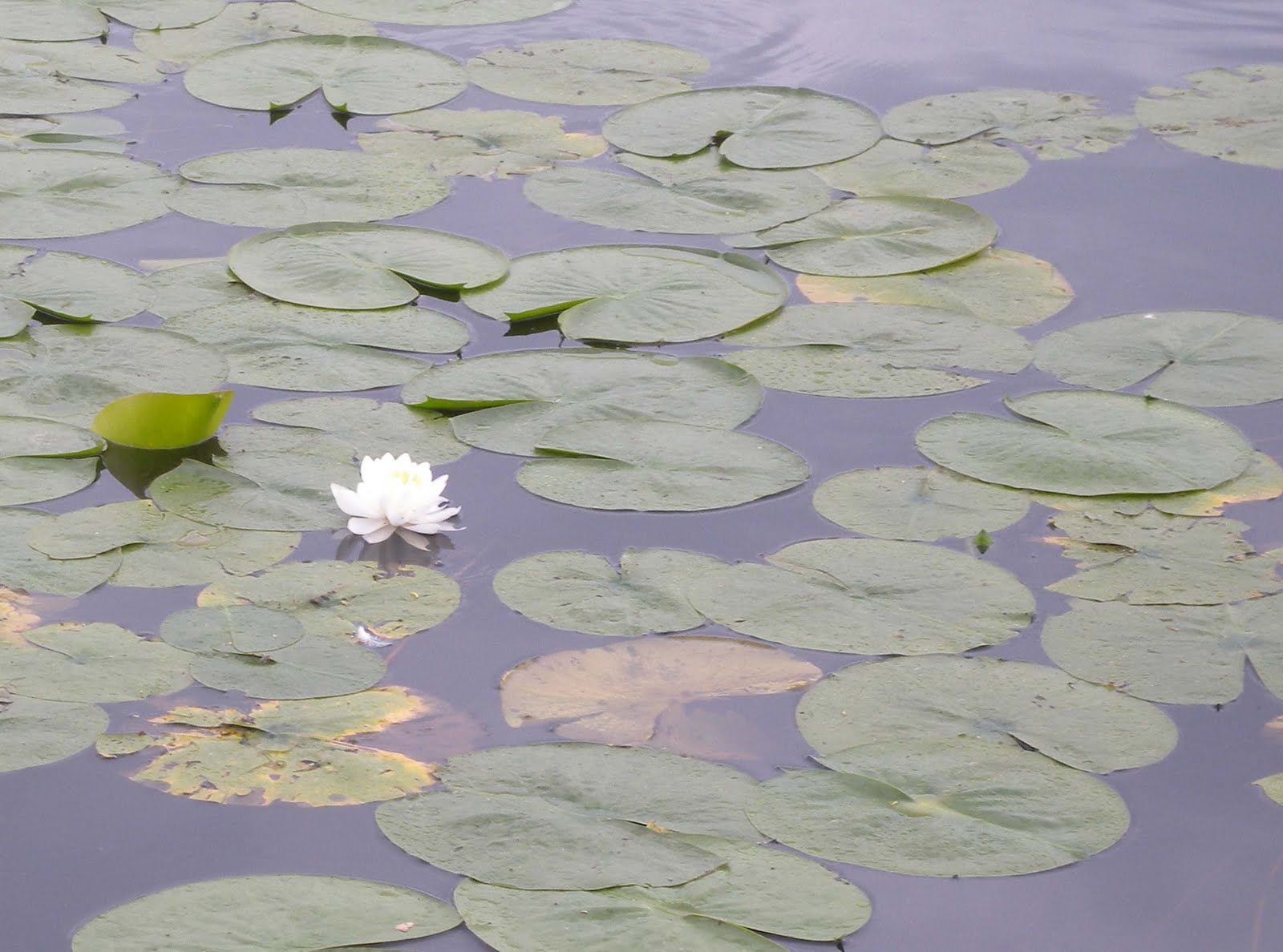 Winnebago Conservation Photography What is the difference emergent