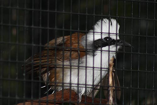 White-Crested Laughing Thrush White-Crested Laughing Thrush
