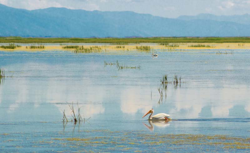 Bear River Migratory Bird Refuge, UT