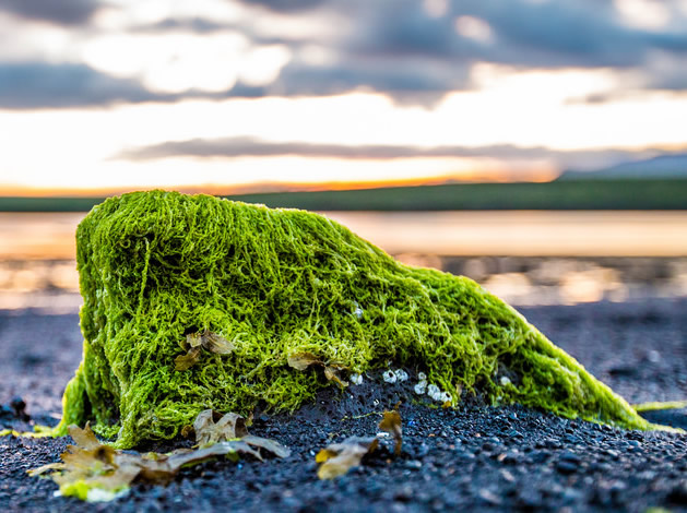 plant life green algae