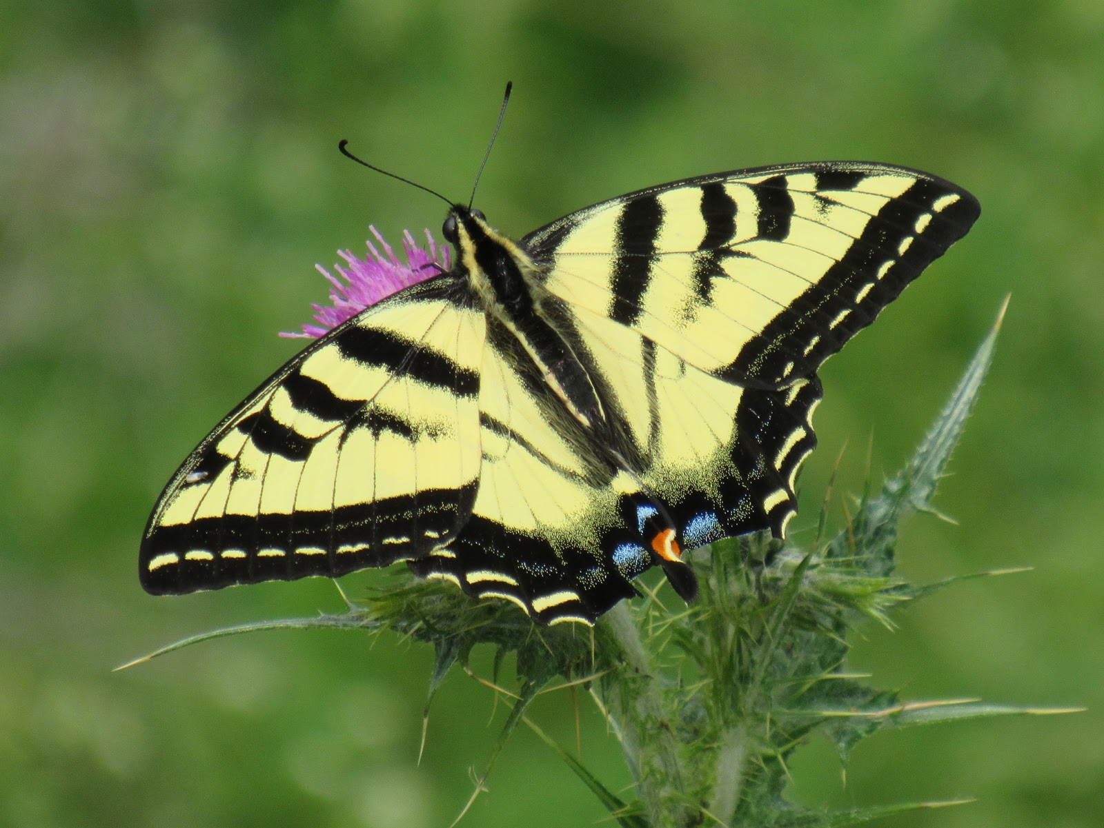 Western Tiger Swallowtail Butterfly