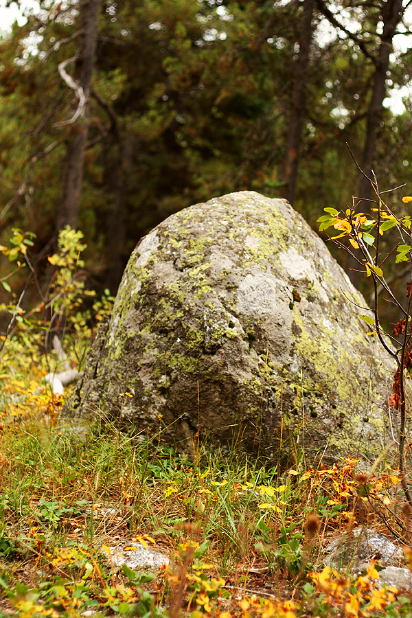 Lichen Rocks Rockefeller Preserve