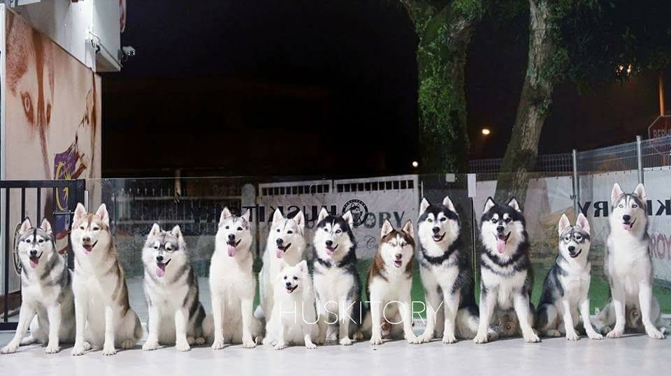 Catch up with friends at these dog cafés around Malaysia TheHive.Asia