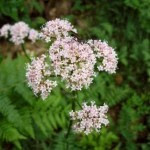 Valeriana officinalis planta