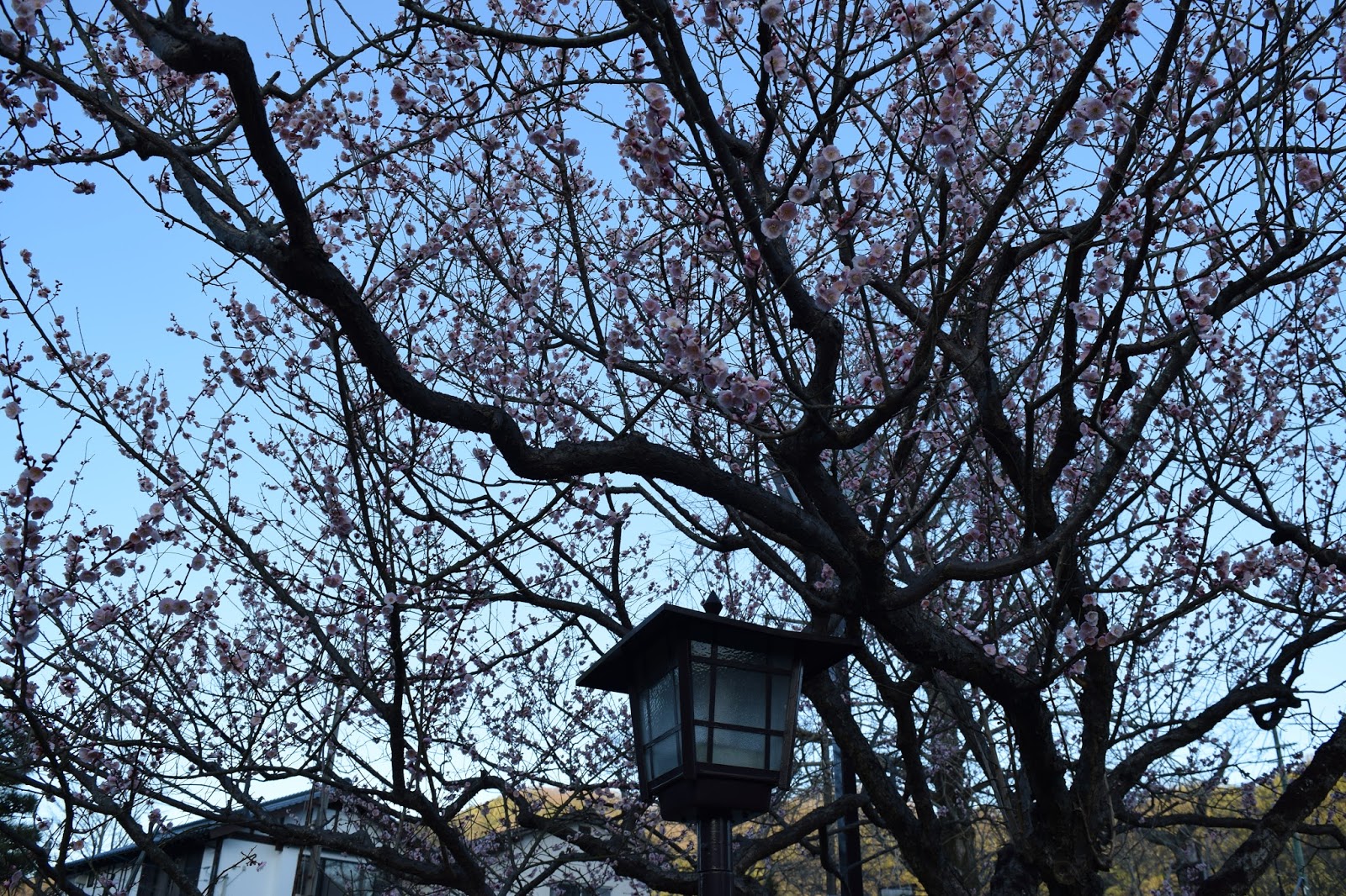 plum blossom Iwakuni