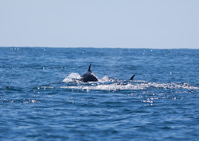 Bottlenose Dolphins, Scilly