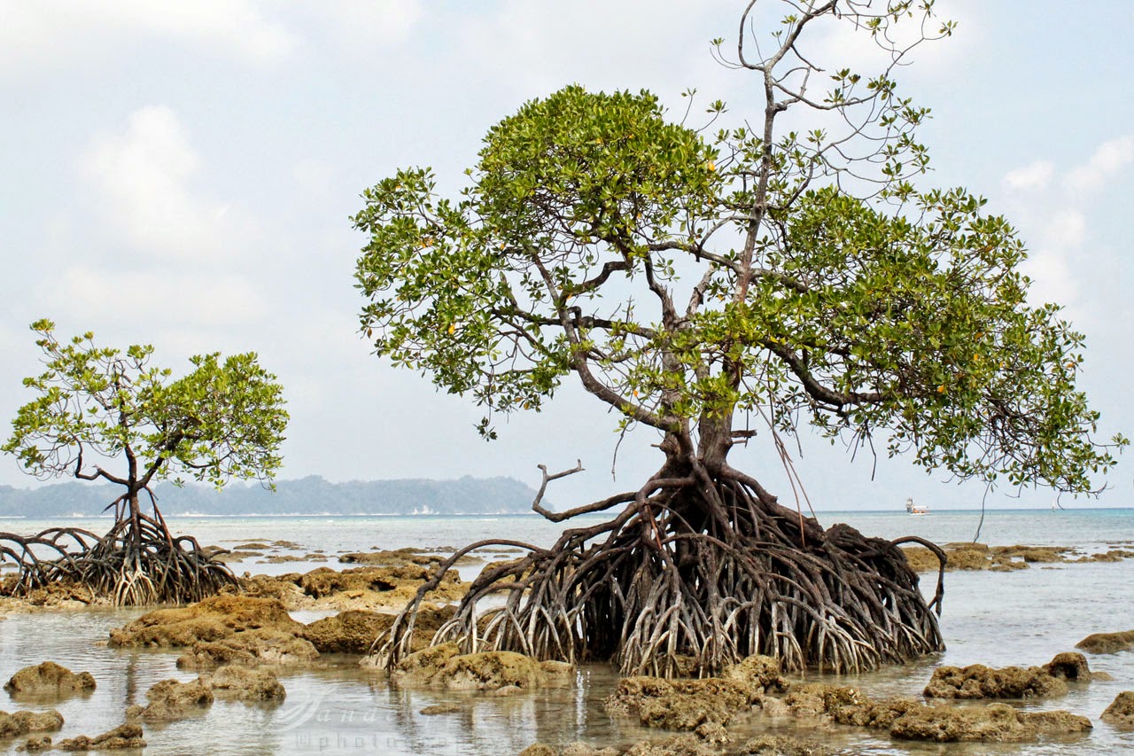 Mangroves of Neil Island