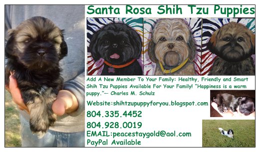 Santa Rosa Shih Tzu Puppies