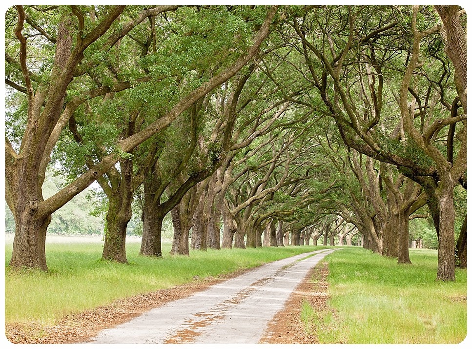 Phoenix Feather Photography Whitney's September Oaks & Turkey Hill
