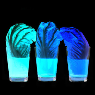 Can you make cabbage glow? Find out with this super cool science experiment for kids! #glowingcabbageexperiment #glowingexperiments #glowingscienceexperiments #cabbageexperiment #cabbagesciencefairproject #lettucescience #scienceexperimentskids #scienceforkids #growingajeweledrose Can you make cabbage glow? Find out with this super cool science experiment for kids! #glowingcabbageexperiment #glowingexperiments #glowingscienceexperiments #cabbageexperiment #cabbagesciencefairproject #lettucescience #scienceexperimentskids #scienceforkids #growingajeweledrose