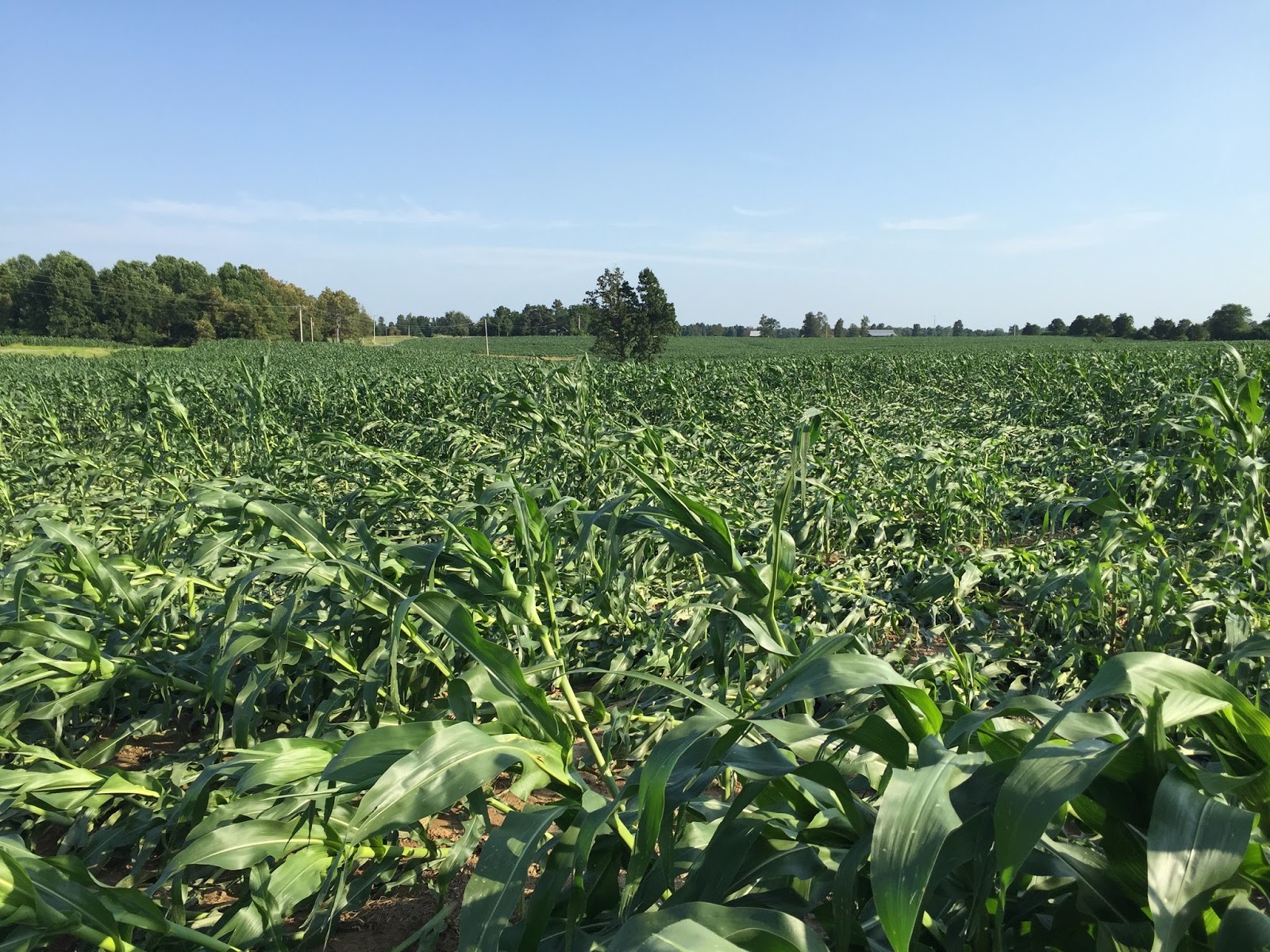 Grain Crops Update Corn Blown Down in Western Kentucky