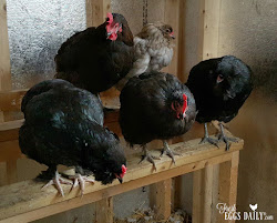 chicken coop roosts wide winterize roosting chickens bars keep