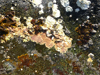 Algues diverses de la côte nord du fleuve Saint Laurent Algues diverses de la côte nord du fleuve Saint Laurent