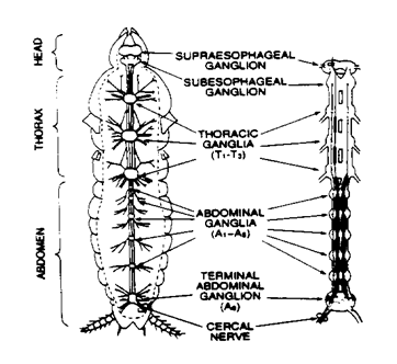 Sistem Pernafasan, Pencernaan, dan Saraf Cacing Tanah, Cacing Hati dan