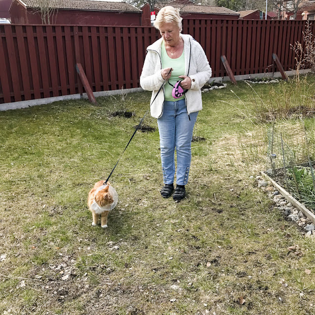 gustav, katt gustav, katt