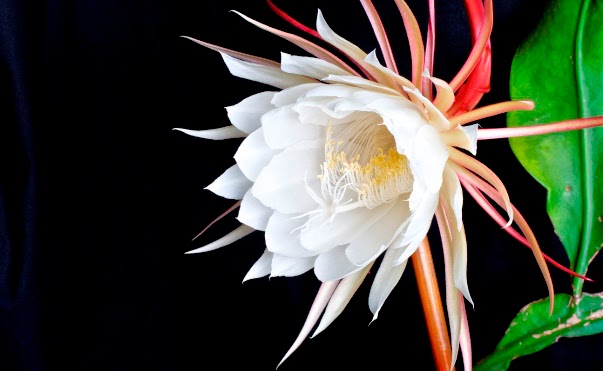 Menakjubkan 16 Bunga Anggrek Emas Kinabalu  Gambar Bunga  HD