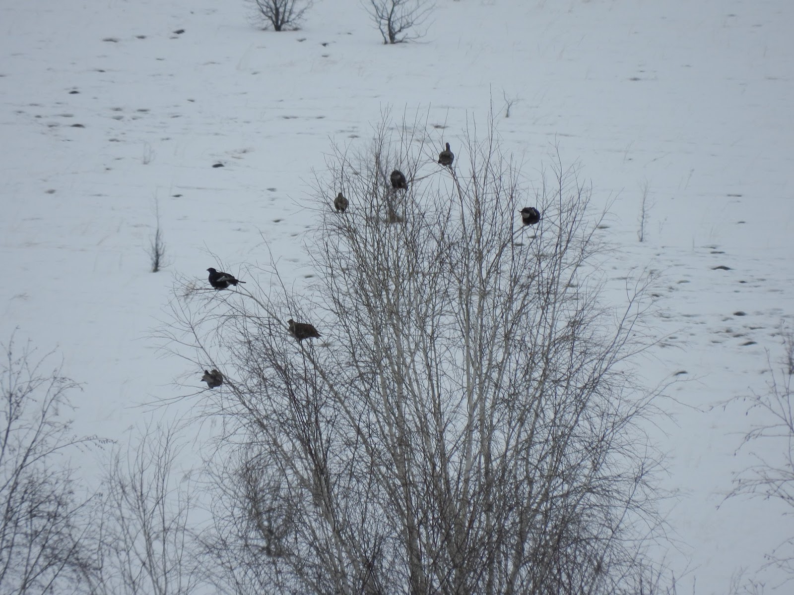 охота на тетерева зимой