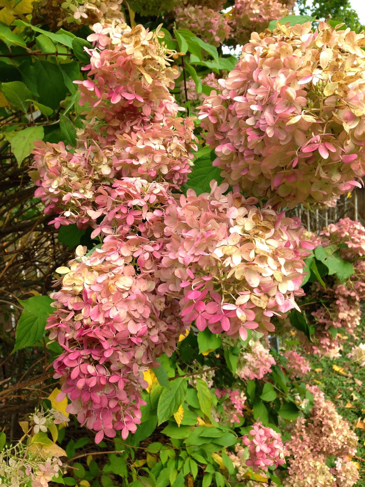 Bonni Brodnick Blog How to Harvest Hydrangeas