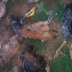 Cachorros matam quase 100 galinhas na zona rural de Cachoeira dos Índios