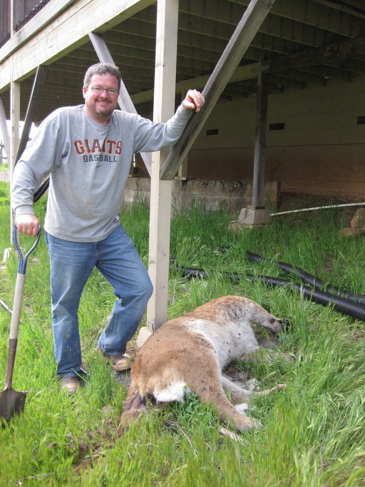 It's a July Thing There Is A Dead Mountain Lion Under The Deck!!