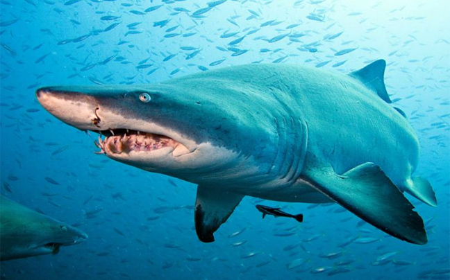 Мако акула опасна для человека. Акула мако большая. Акула мако в Египте. Мако рыба.