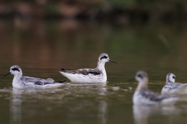 Four Red-necked Phalarope swimming in numbers