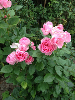 Ghita Renaissance roser